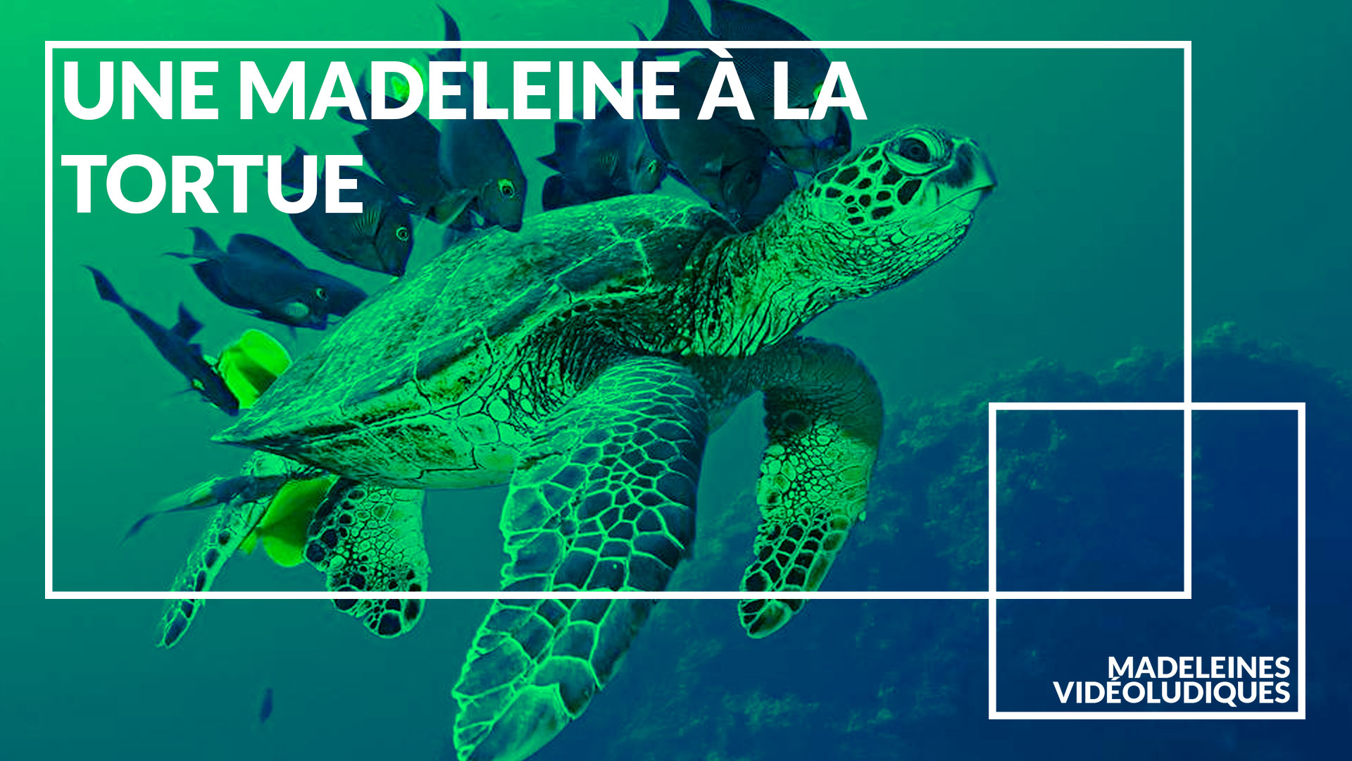 Une madeleine à la tortue